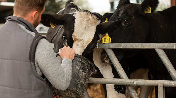 Stop the Family Farm Tax A man facing away from the camera holding a bucket from which a black and white cow is eating.