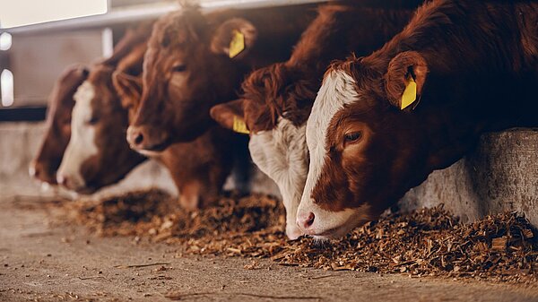 Cows eating in a shed