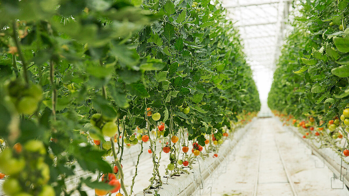 Supporting British Farming - Vimarsana News