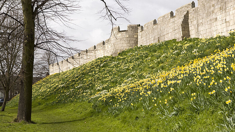 Photo of green grass bank with yellow flowers sloping uphill to York city walls
