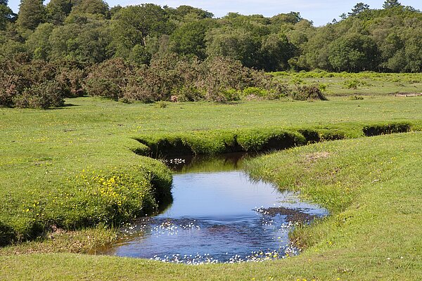 A stream passes through a meadow