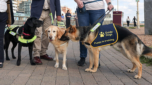Assistance and Emotional Support Animals Policy
